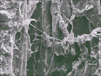 Figure 15---Hyphal growth on surface of wood chip from biodeterioration sample. Fungal growth was present at all depths of EWF surface after 6 months. 
